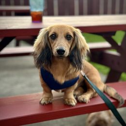 Kiwi - Dachshund