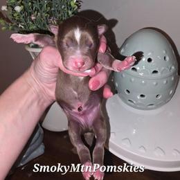 Luca - Chocolate male Pomsky puppy in Christiana, Tennessee from Smoky Mountain Pomskies