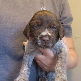 Girl 6 - Brown and gray female Wirehaired Pointing Griffon puppy in Emmett, Idaho from Idaho Wirehaired Pointing Griffons