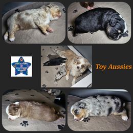 Toy Australian Shepherd Puppies from Reflections of Star Crest Kennel