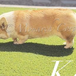 Cardigan Welsh Corgis and Pembroke Welsh Corgis from Monarch Corgis