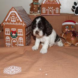 Wiz - Brown and white male Cocker Spaniel puppy in Hickory, North Carolina from Home Grown Cocker Spaniels