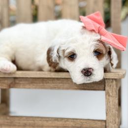 Amora - Parti female Goldendoodle puppy in Queen Creek, Arizona from Goldendoodle AZ