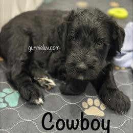 Schnoodle Puppies from Gunnie Luv, LLC