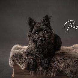 Cairn Terriers from The Cairns of Killdeer