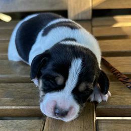 Boy 2 - Black tan and white male Beagle puppy in Sacramento, California from Alton Beagles