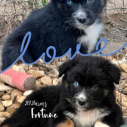 (3) Fortune 1621 - Black tri-color male Australian Shepherd puppy in Huntington, Texas from JKKJ Farms