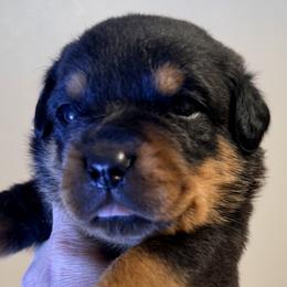 Alexa - Black and mahogany female Rottweiler puppy in Hillsville, Pennsylvania from German Select Rottweilers