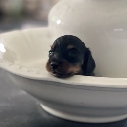 Dachshund puppies from Baileys Precious Puppies