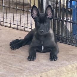 Green Boy 1 - Black sable male Belgian Malinois puppy in Orange, Texas from Tacti-Mal K9 Kennels
