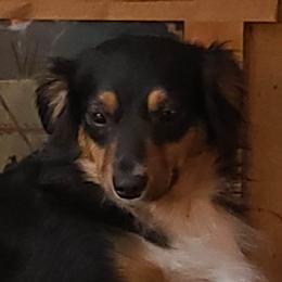 Oley - Miniature Australian Shepherd