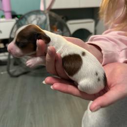 Male 1 - Piebald male Dachshund puppy in Houma, Louisiana from Portier’s Mini Dachshunds