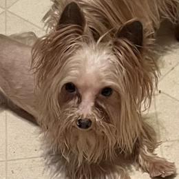 Boone - Yorkshire Terrier