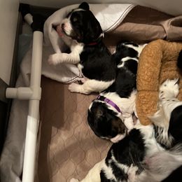 English Springer Spaniel Puppies from Sage Mountain Springers