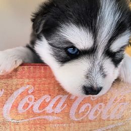 North - Black and white male Pomsky puppy in Tucson, Arizona from Mini Pomsky Puppies