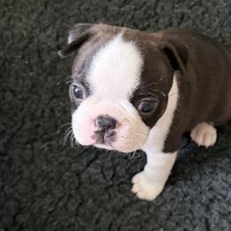 Boston Terrier Puppies from Lone Spur Boston’s