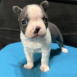 Peter - Blue male Boston Terrier puppy in Wellington, Ohio from Twist of Faith Farms