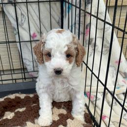 Tommy Pickles - Blenheim male Cavapoo puppy in Salem, Oregon from Oregon Poodle Oodle Doodles