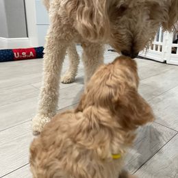 Goldendoodle Puppies from Daisy's Doodles Miami