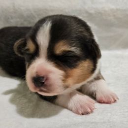 Milk Dud - Black and tan Pembroke Welsh Corgi puppy in Kiowa, Colorado from Cool Water Corgis LLC