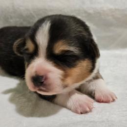 Milk Dud - Black and tan Pembroke Welsh Corgi puppy in Kiowa, Colorado from Cool Water Corgis LLC