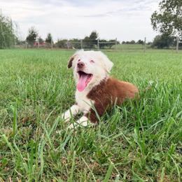 Boy 5 - Red tri male Miniature Australian Shepherd puppy in Arcadia, Indiana from Sunset Cowgirl Mini Aussies