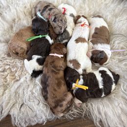 Whoodle puppies from Gilbert Bernedoodles & Whoodles