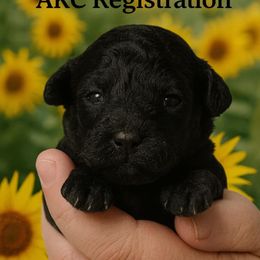 Sunflower - Black female Poodle puppy in Dallas, Georgia from Everyone Loves Doodlez