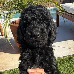 Dahlia - Black female Goldendoodle puppy in Pahrump, Nevada from Cold Creek Doodles
