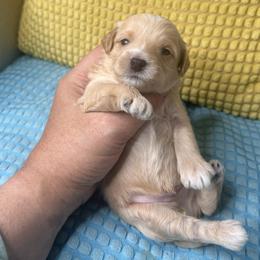 Boy 4 - Silver beige male Maltipoo puppy in Las Vegas, Nevada from Maltipoo_vegas