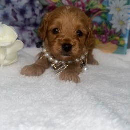 Girl 3 - Red female Cavapoo puppy in Savannah, Georgia from Hollywood Furbabies LLC