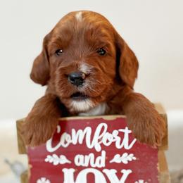 Copper - Red male Australian Labradoodle puppy in Harrisonville, Missouri from Blessed Day Doodles
