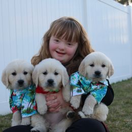 German Shepherd and Golden Retriever Puppies from Sweetheart Therapy Dogs LLC