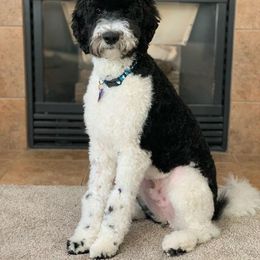 Goldendoodle All Grown Up from Doo a Little Doodle