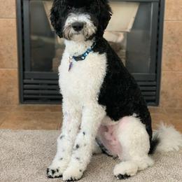 Goldendoodle All Grown Up from Doo a Little Doodle