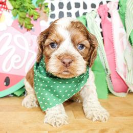 Bentley - Sable and white male Cockapoo puppy in Rattan, Oklahoma from Double M Cocker Spaniels