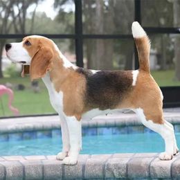 Beagle puppies from Tymber Lake Beagles