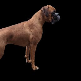 Ruca - Boxer