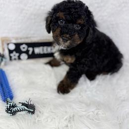 Rocky Road - Phantom male Poodle puppy in Florida from Adorable Toy-Miniature Poodles