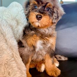 Hot Pink - Merle female Bernedoodle puppy in Curtice, Ohio from The Pink Doghouse