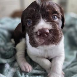 Ruth - Liver and white female Brittany puppy in Alma, Georgia from Edenbright Brittanys
