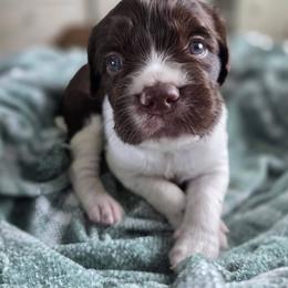 Ruth - Liver and white female Brittany puppy in Alma, Georgia from Edenbright Brittanys