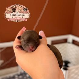 Hazel - Chocolate and white female Chihuahua puppy in Houston, Texas from The Yorkie n’ Chihuahua Haus
