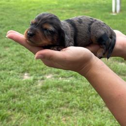 Guppy - Dapple male Dachshund puppy in Charlotte County, Florida from Doxie Den