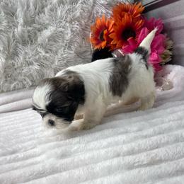 Sugar - Red and white female Shih Tzu puppy in Elgin, South Carolina from Silver Bells Paw Prints