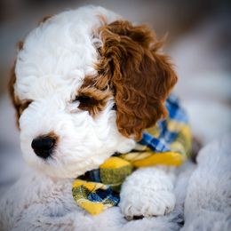 Poodle Puppies from Doodle Puppy Parti