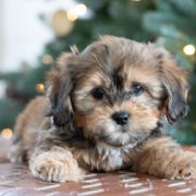 Maltipoo, Shichon, and Shihpoo Puppies from Timbercreek Puppies