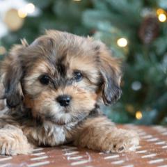 Maltipoo, Shichon, and Shihpoo Puppies from Timbercreek Puppies