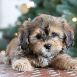 Maltipoo, Shichon, and Shihpoo Puppies from Timbercreek Puppies