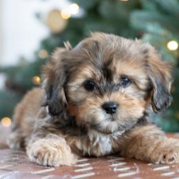 Maltipoo, Shichon, and Shihpoo Puppies from Timbercreek Puppies